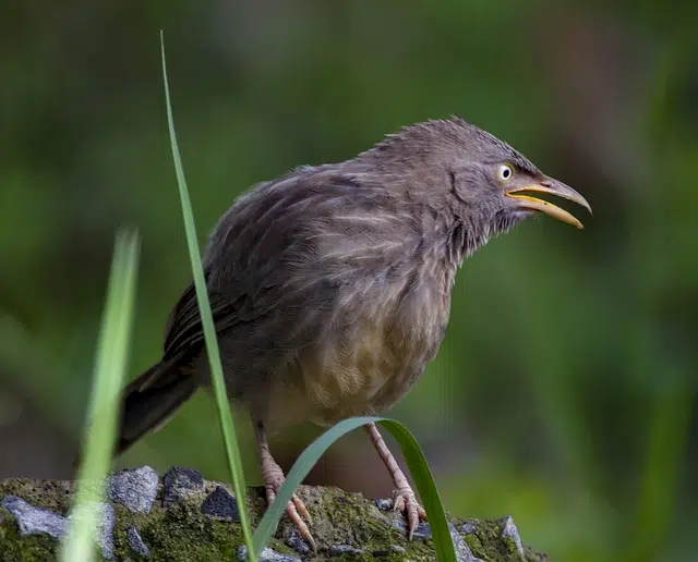 bird chatterbox