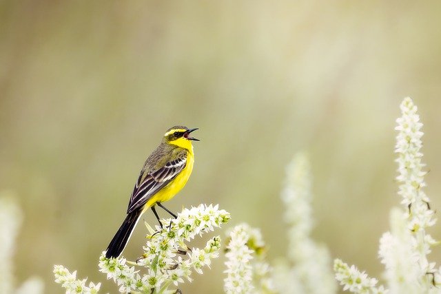 Singing bird vocalization