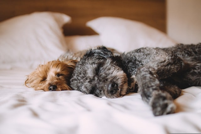 Two dogs on a bed