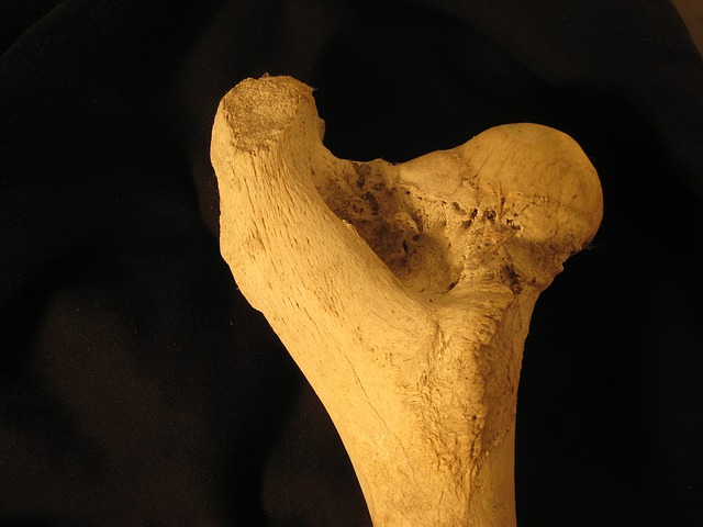 Femur