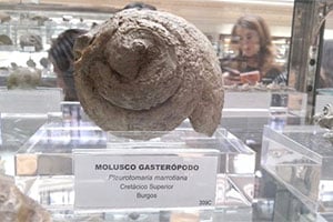 gastropod