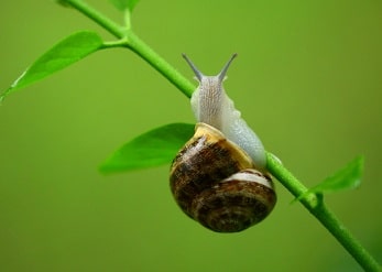 gastropod