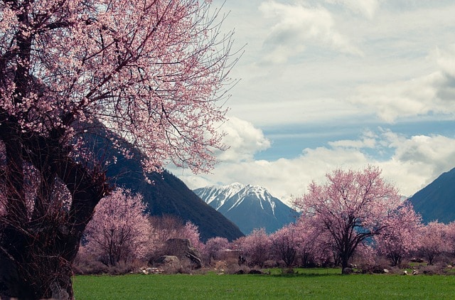 Tibet Landscape