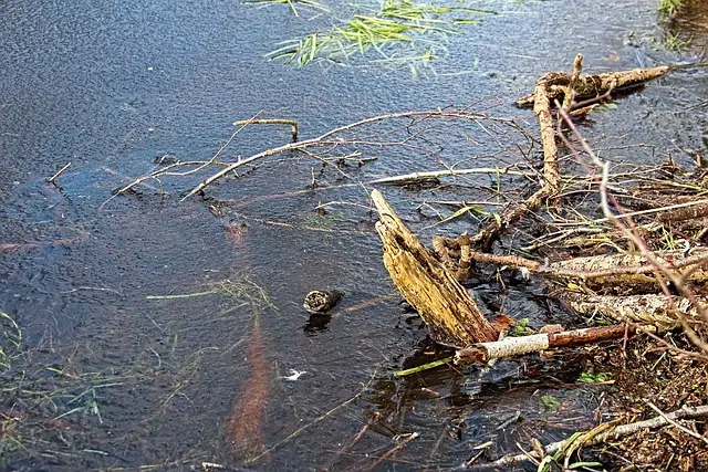 Forest residue in water