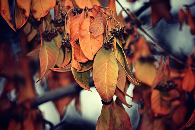 Dry leaves