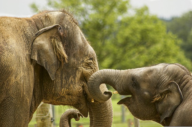 Elephant with her calf