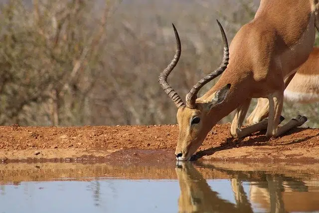 Impala