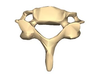 Vertebra