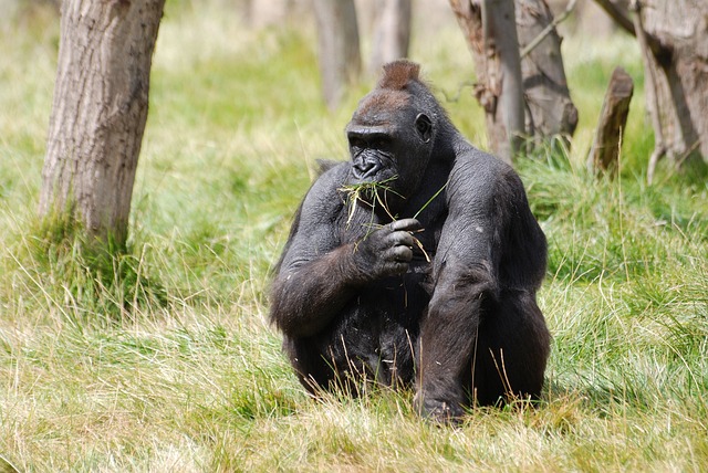 Gorilla in Africa