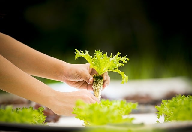 mineral hydroponics