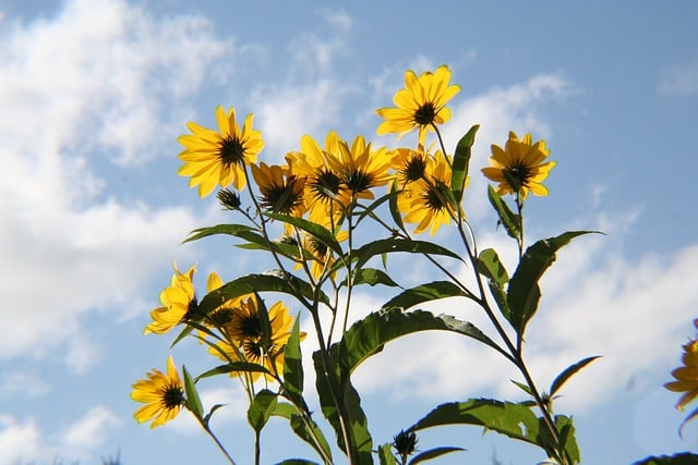 Rudbeckia bicolor