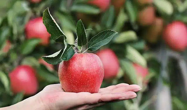 Freshly harvested apple