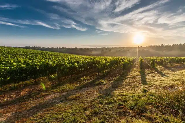 Vineyard at dawn