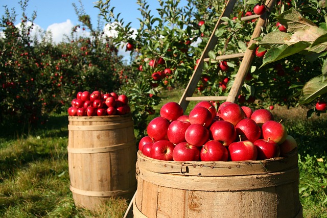 barrels of apples