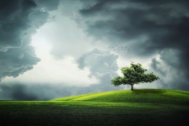 Cloudy sky, tree and birds