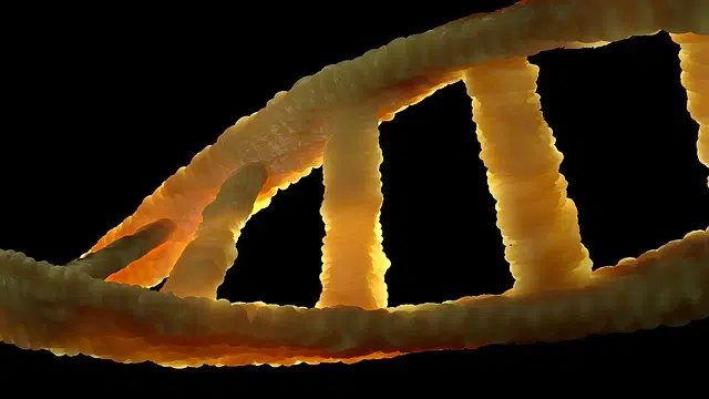 DNA Biocomposite