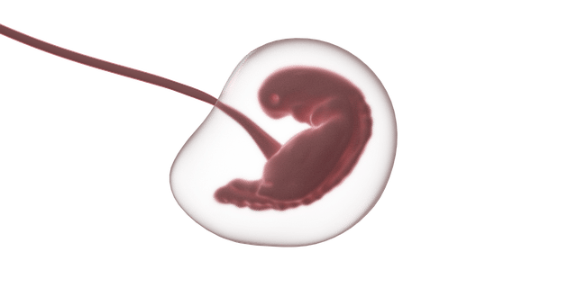 embryo in the uterus