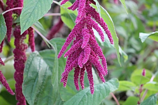 Unfading amaranth