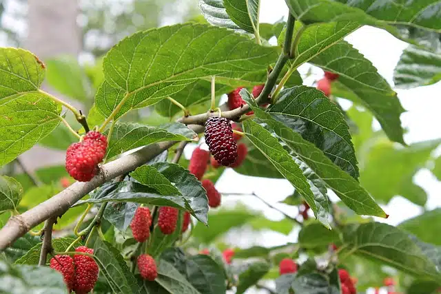 red mulberry