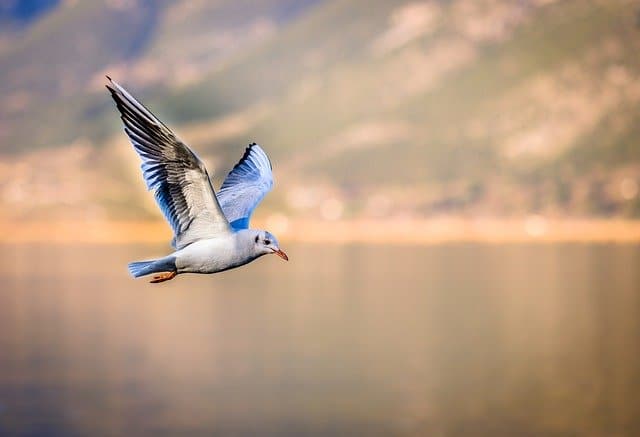 Seagull aerodynamics