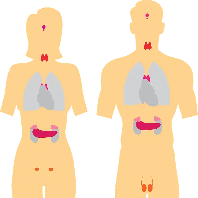 Endocrinology organs