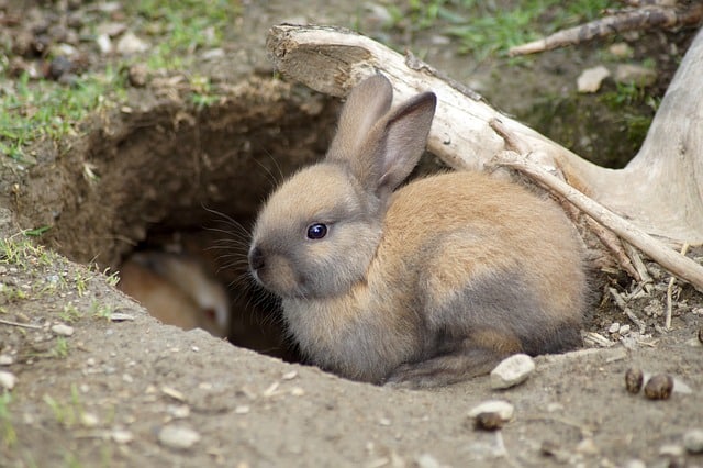 rabbit hiding place