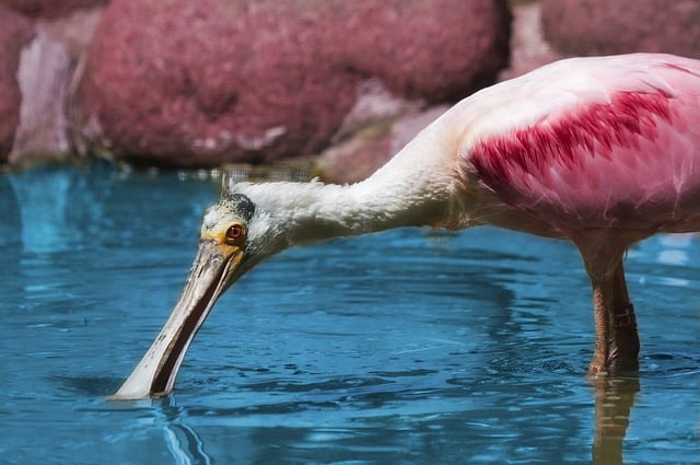 Roseate spoonbill drinking water