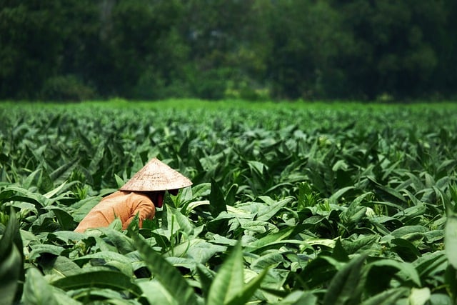 Woman working in a tobacco plantation