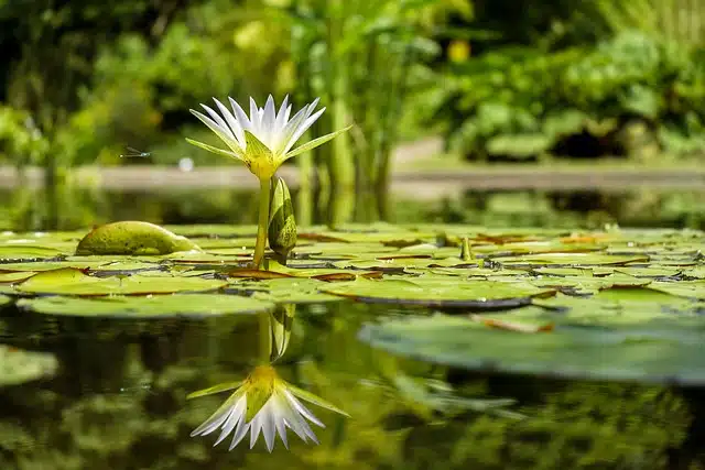 Water lilies in a natural pond