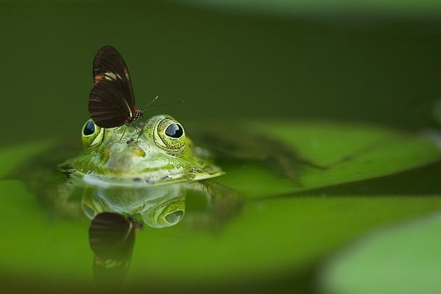 Frog and butterfly in natural pond