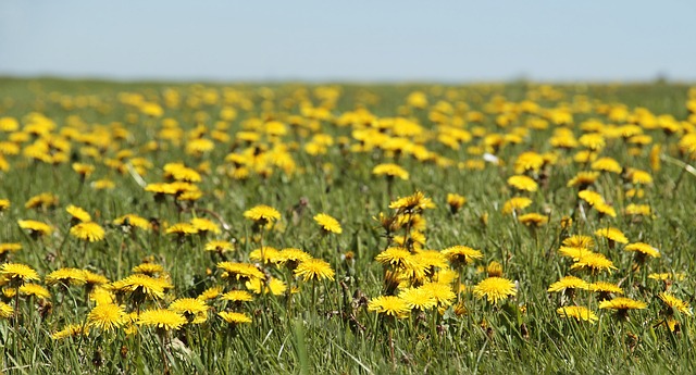 dandelion meadow