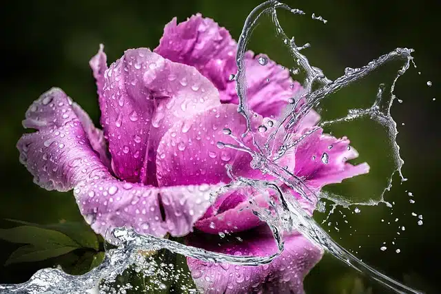 Water butterfly on flower