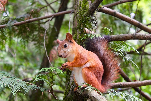 Squirrel perched on a branch