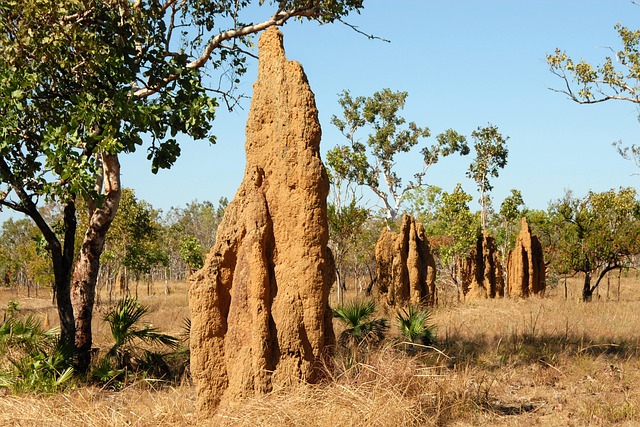 termite mounds