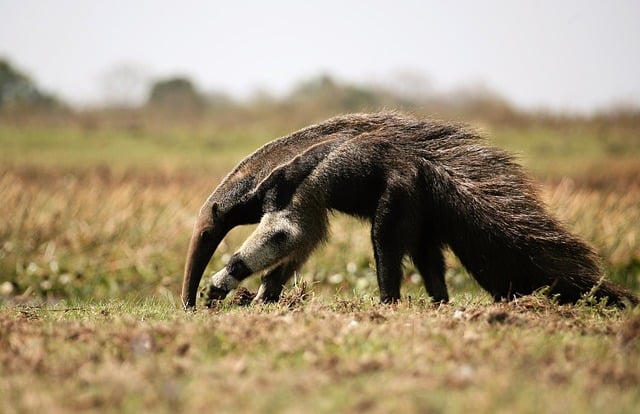 Anteater in the wild