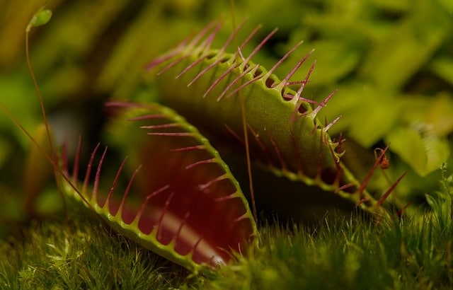 Carnivorous plant