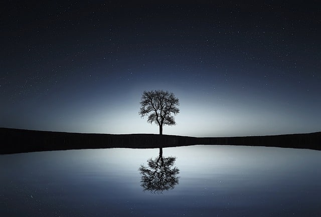 Tree reflected in a lake