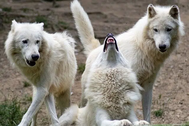 Howling wolves