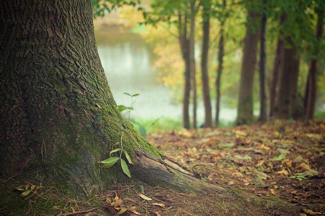 Forest biotypology