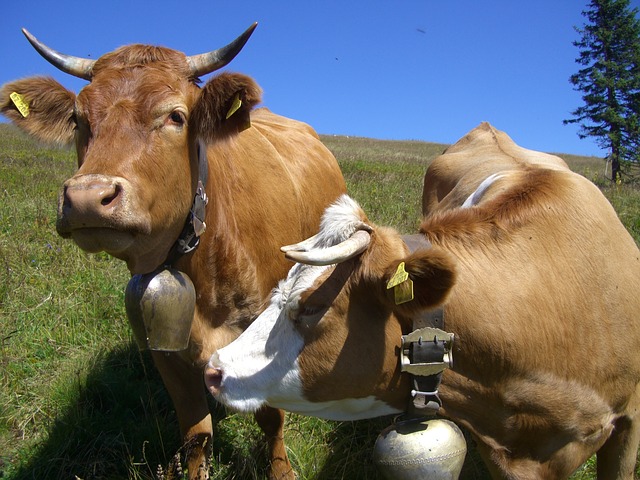 Changarro cows