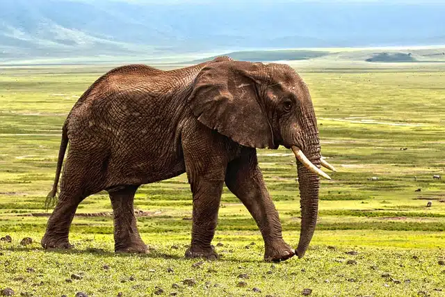 Elephant in natural state