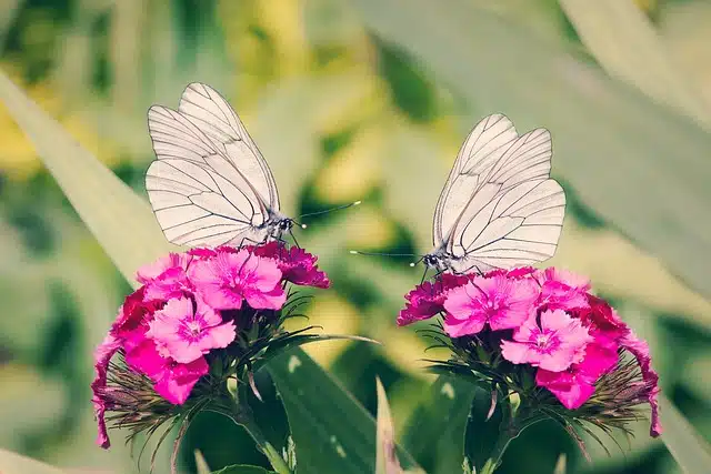 Two white butterflies on pink flowers