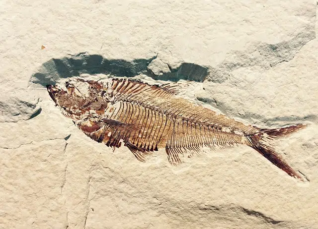 fossil stratification