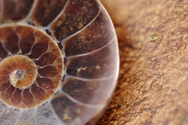 ammonite fossilization