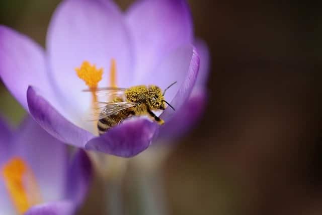 Bee perched on a flower