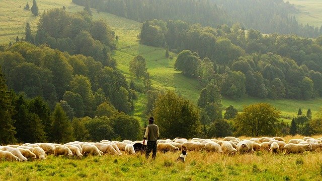 Mayoral livestock