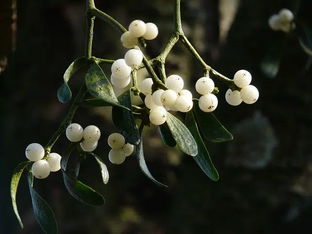 mistletoe plant