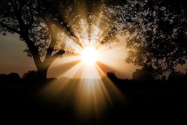 Sunlight through a tree