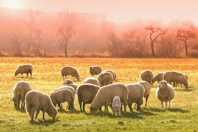 Transhumating sheep