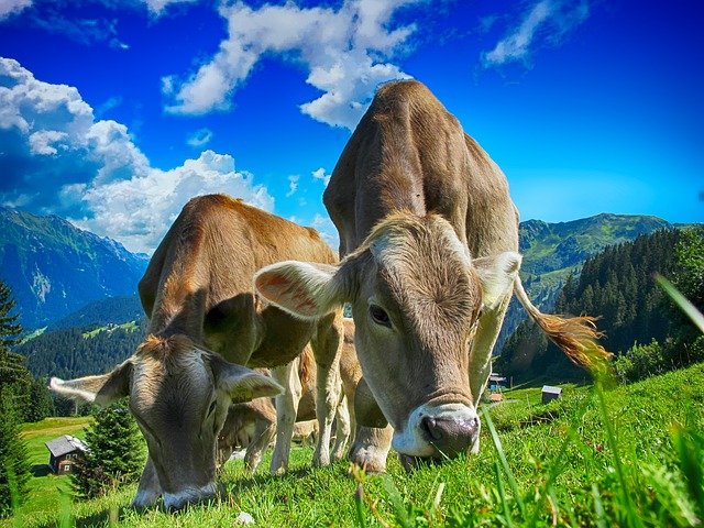 Shuffling cows